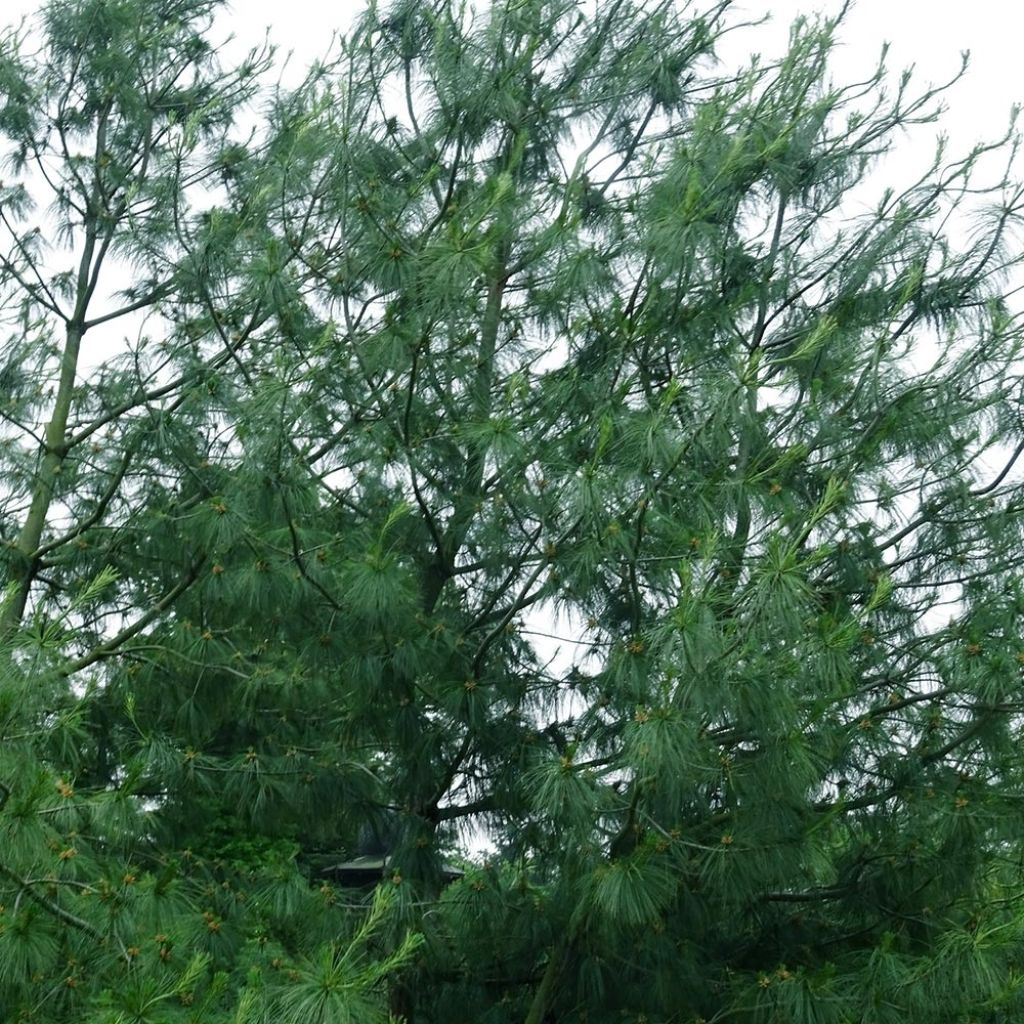 Pinus wallichiana - Pinus griffithii - Pin pleureur de l'Himalaya
