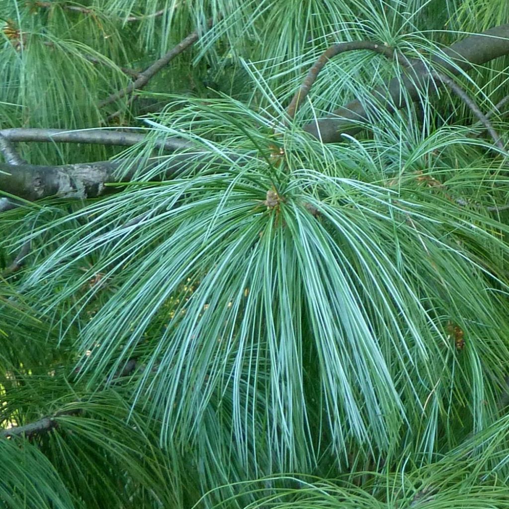 Pinus wallichiana - Pinus griffithii - Pin pleureur de l'Himalaya