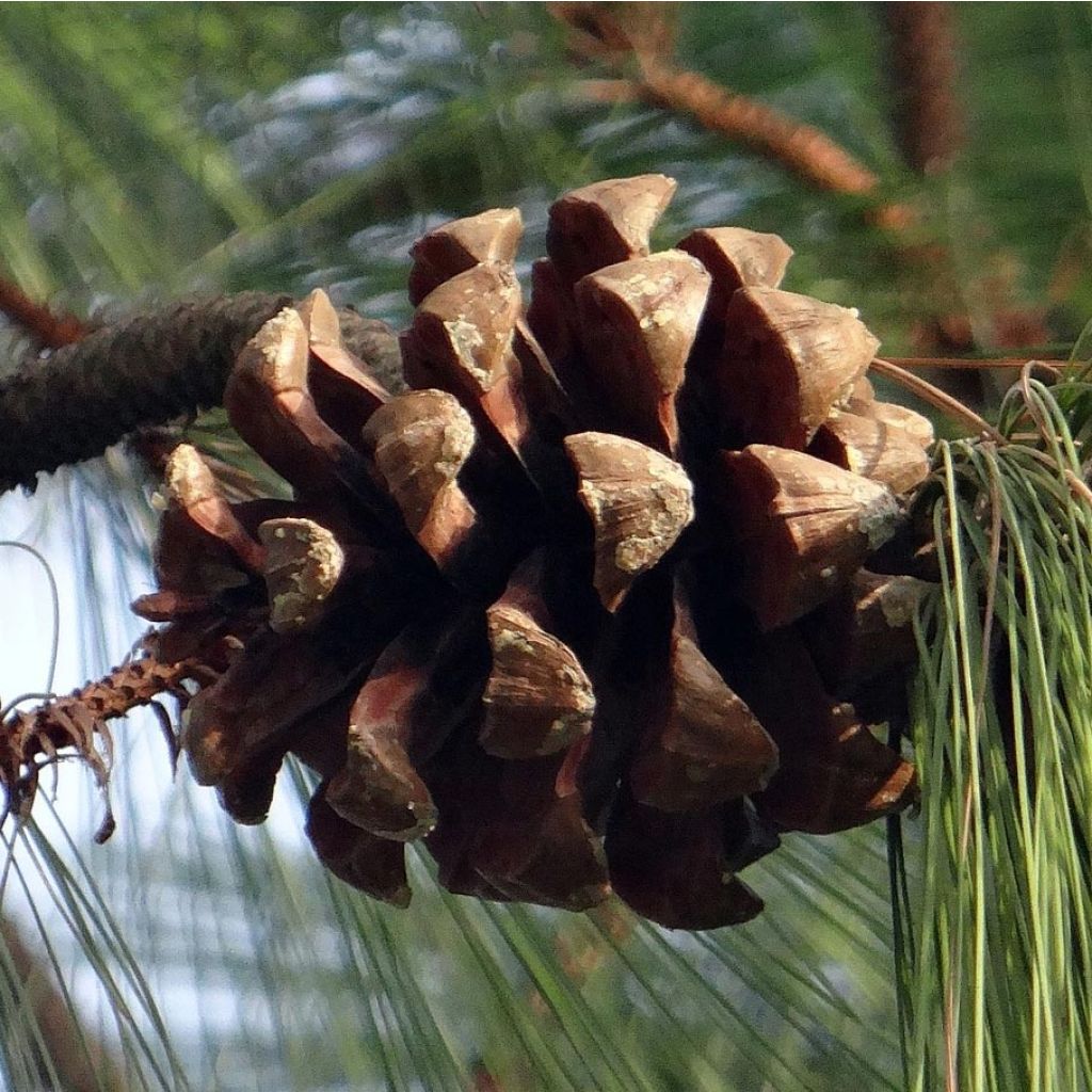 Pinus wallichiana - Pinus griffithii - Pin pleureur de l'Himalaya