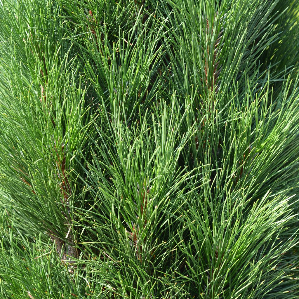 Pinus nigra Green Tower