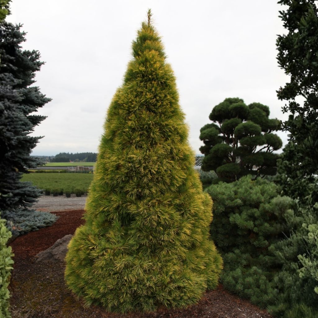Pinus strobus Louie - Pino strobo