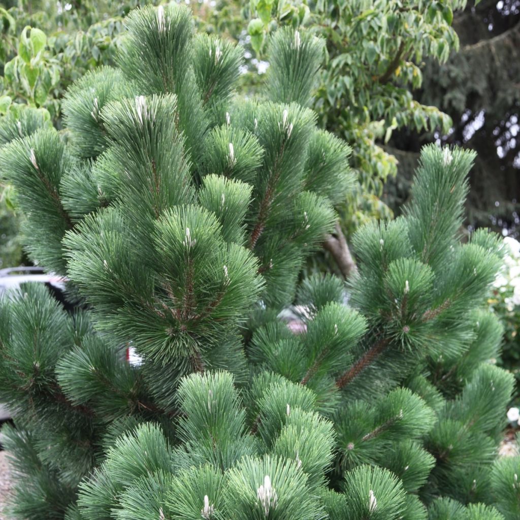 Pinus thunbergii Thunderhead