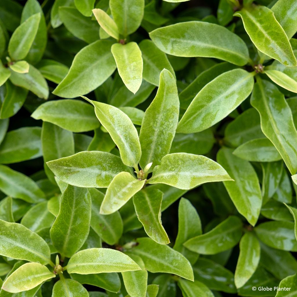 Pittosporum Orbitea