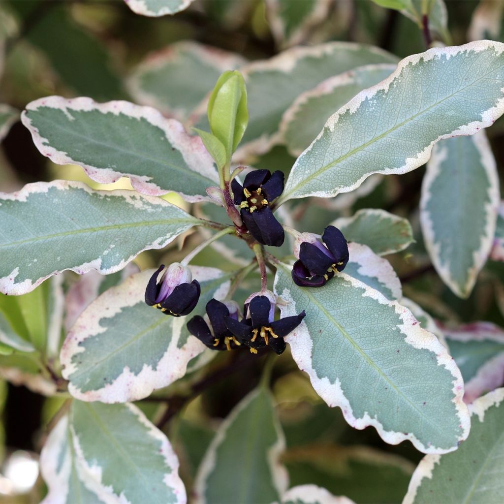 Pittosporum tenuifolium Bannow Bay
