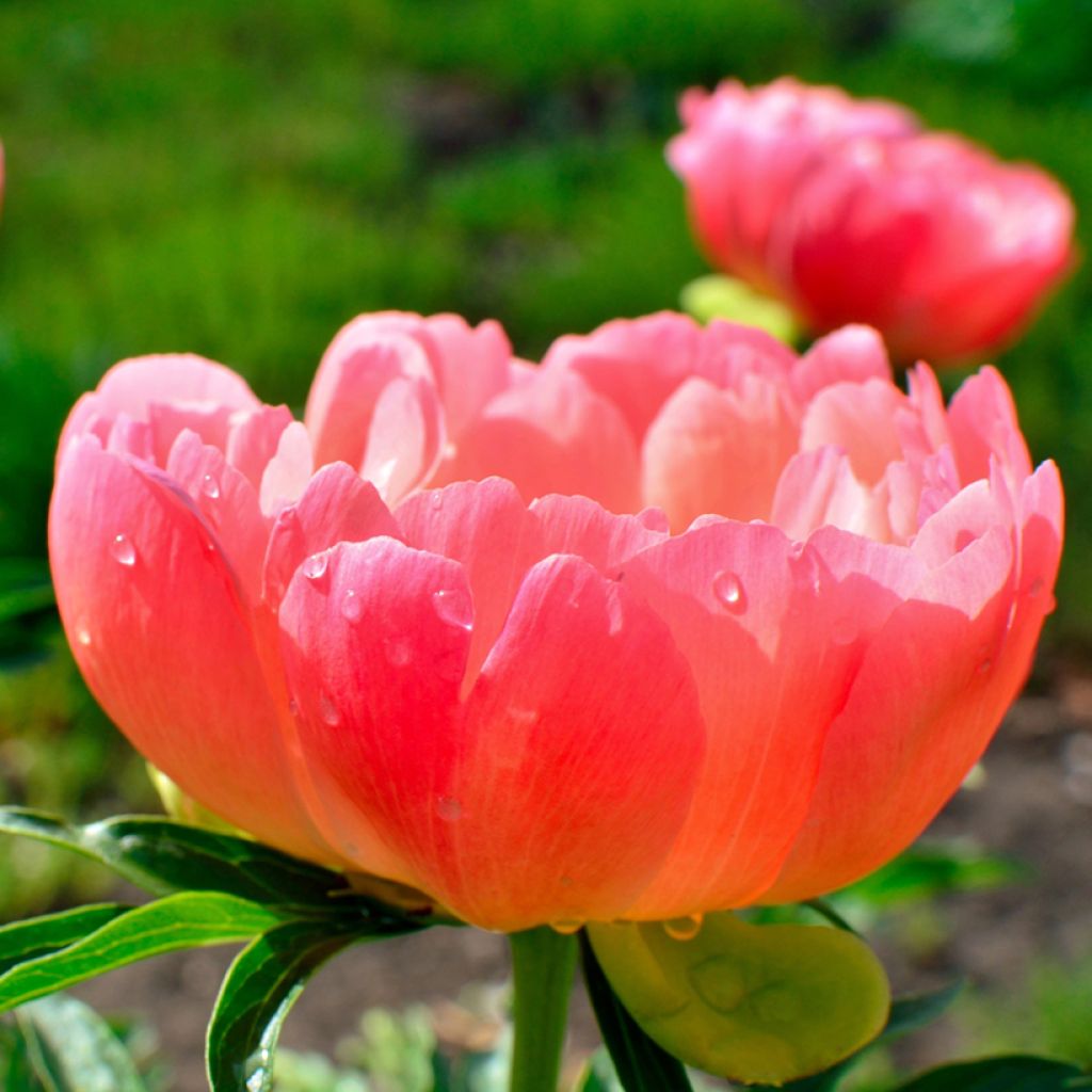 Peonia erbacea Coral Sunset