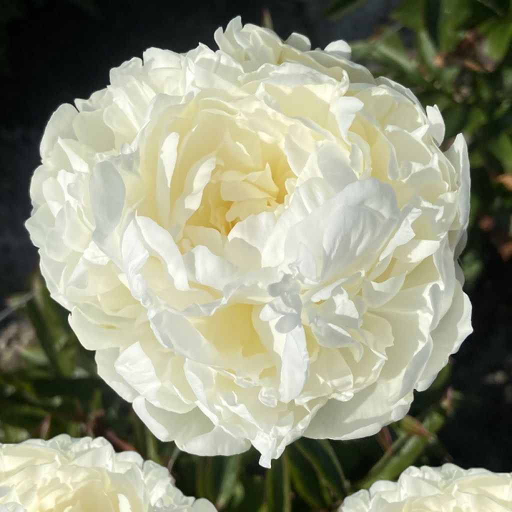 Peonia erbacea Mrs JV Edlund