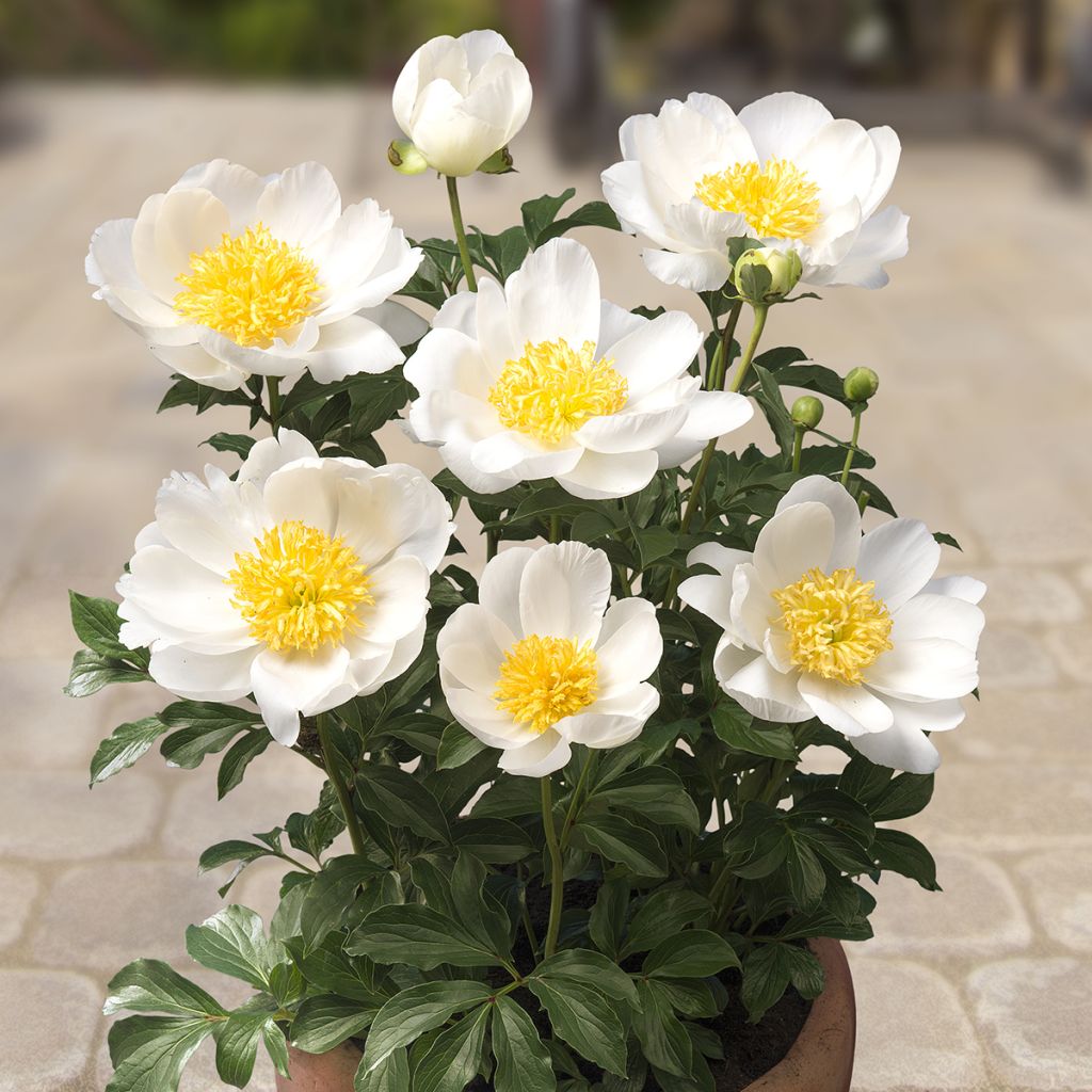 Peonia erbacea Patio Peony Dublin