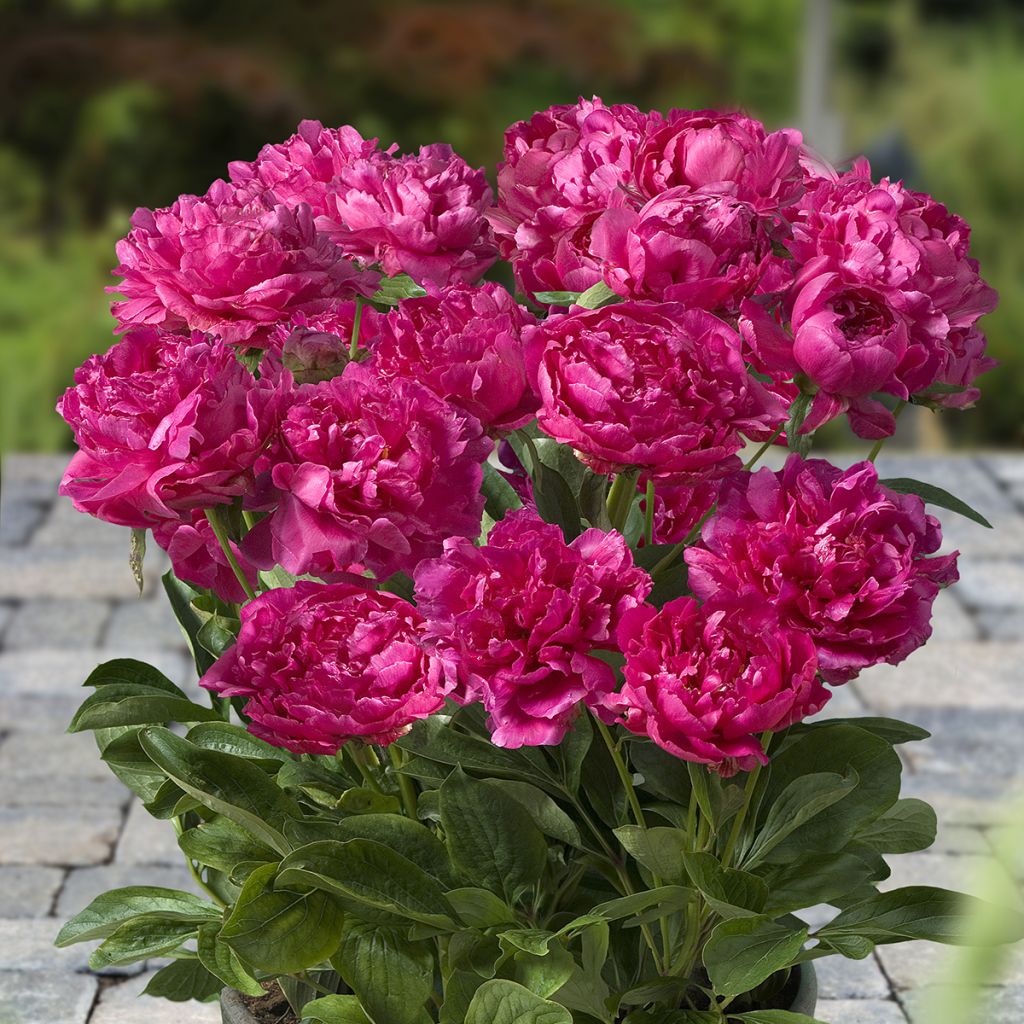 Peonia erbacea Patio Peony London