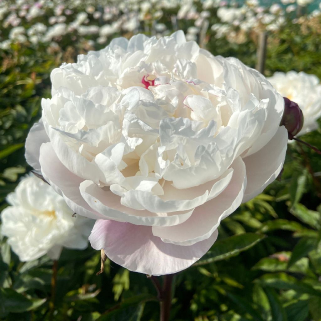 Peonia erbacea Vogue
