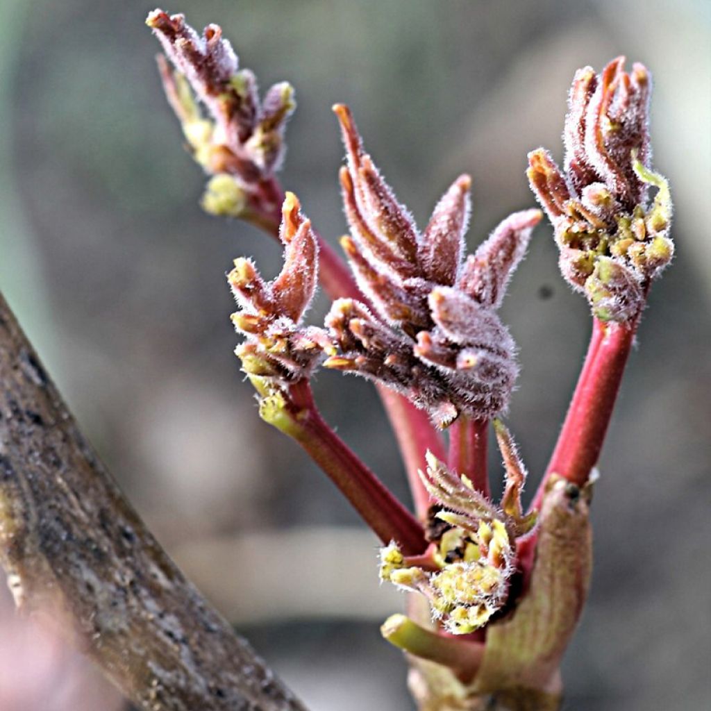 Peonia arborea Rou Fu Rong