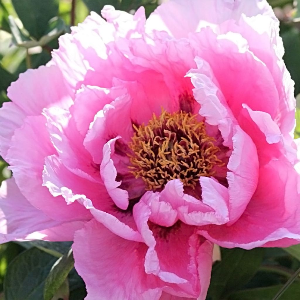 Peonia arborea Rou Fu Rong
