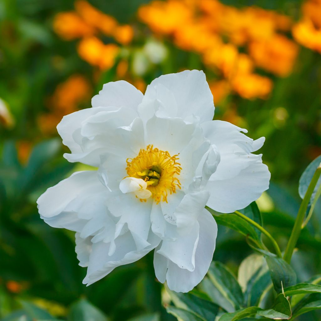 Paeonia emodi Late Windflower - Peonia erbacea
