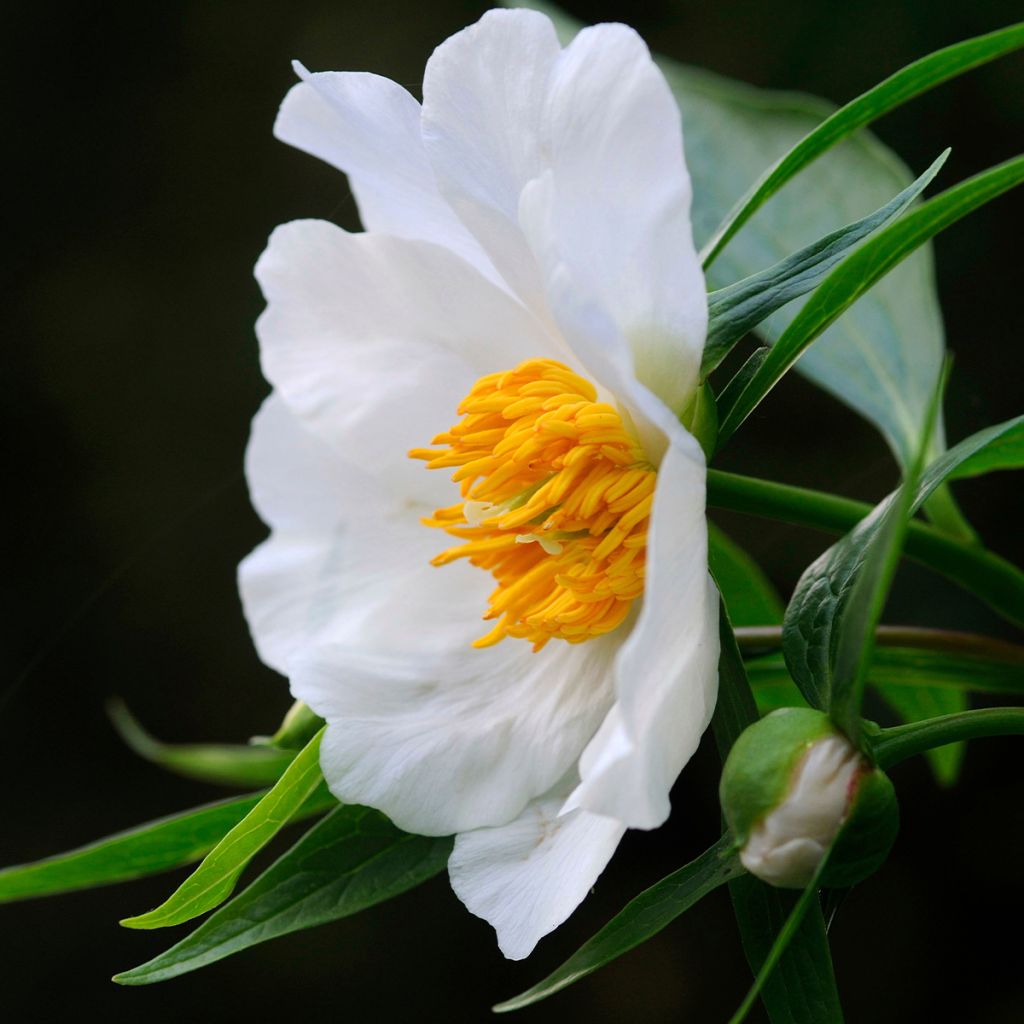 Paeonia emodi Late Windflower - Peonia erbacea