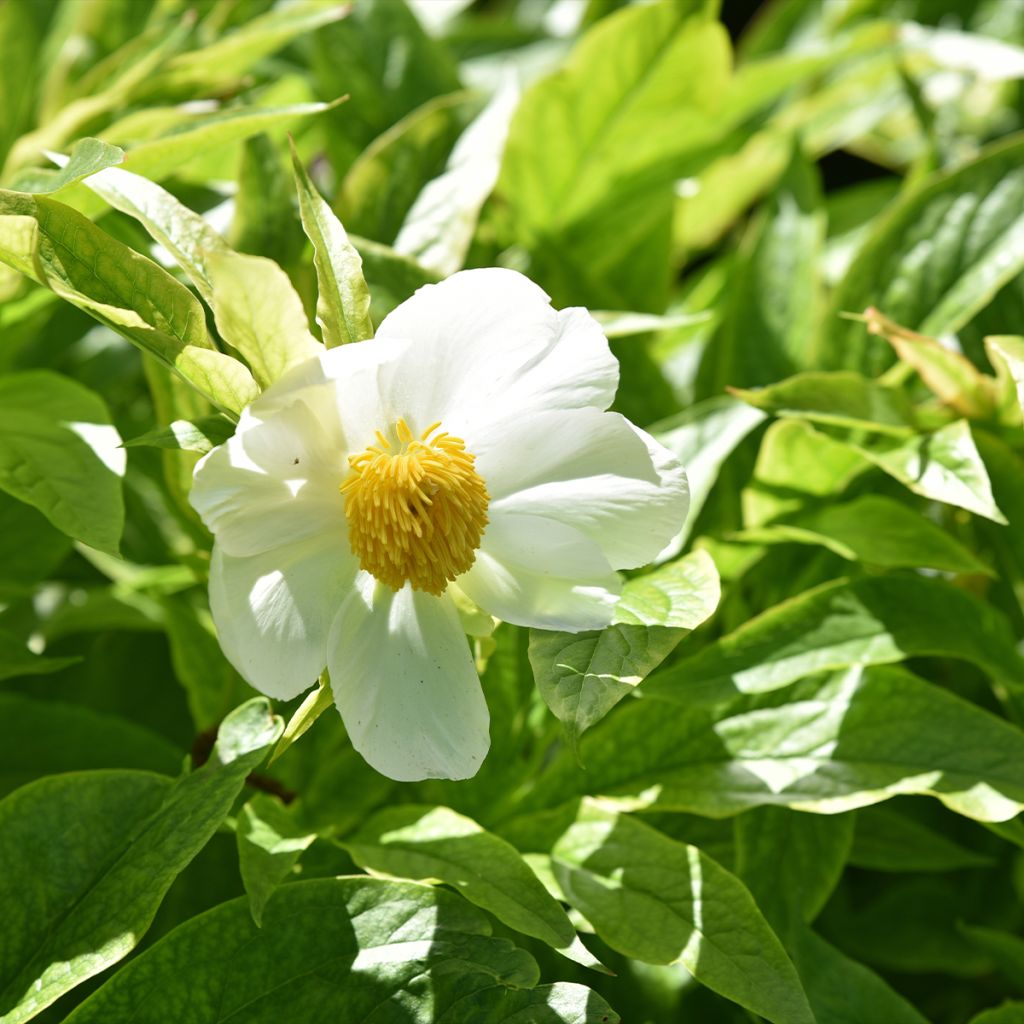Paeonia emodi Late Windflower - Peonia erbacea