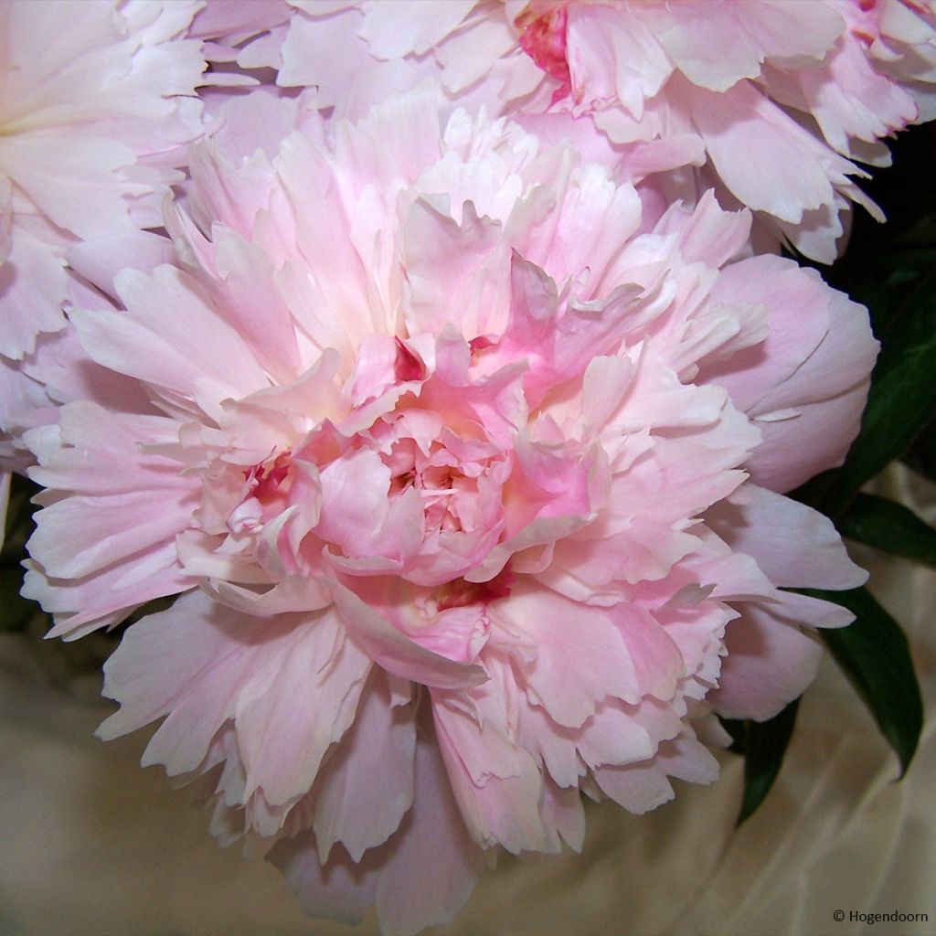 Peonia erbacea Alertie