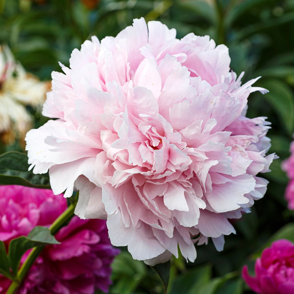 Peonia erbacea Alertie