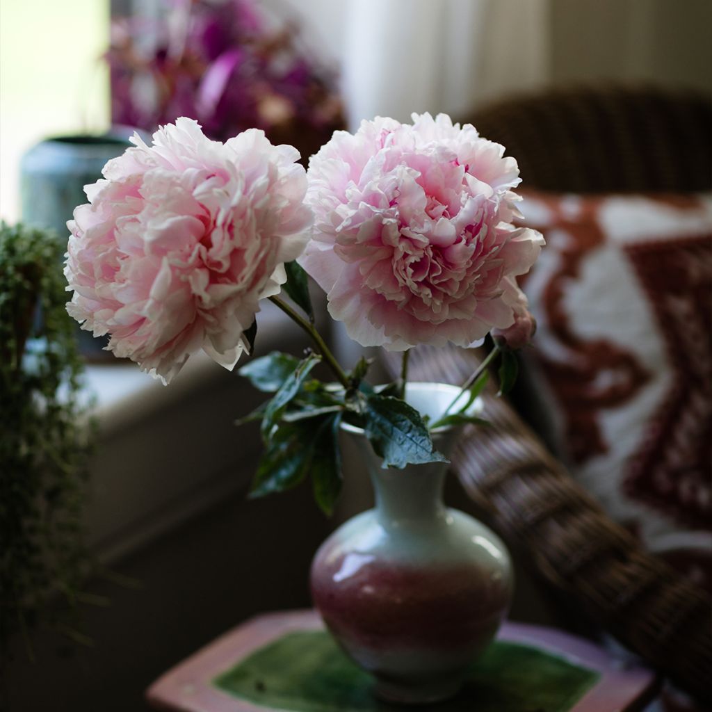 Peonia erbacea Alertie