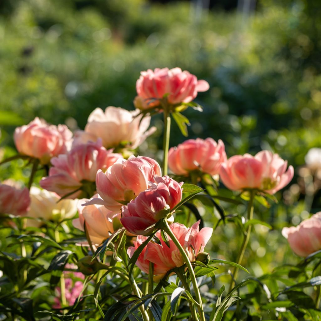 Peonia erbacea Coral Charm