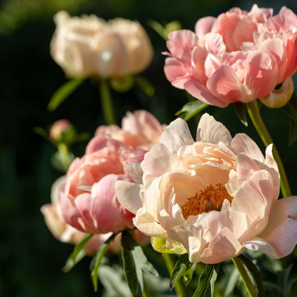 Peonia erbacea Coral Charm