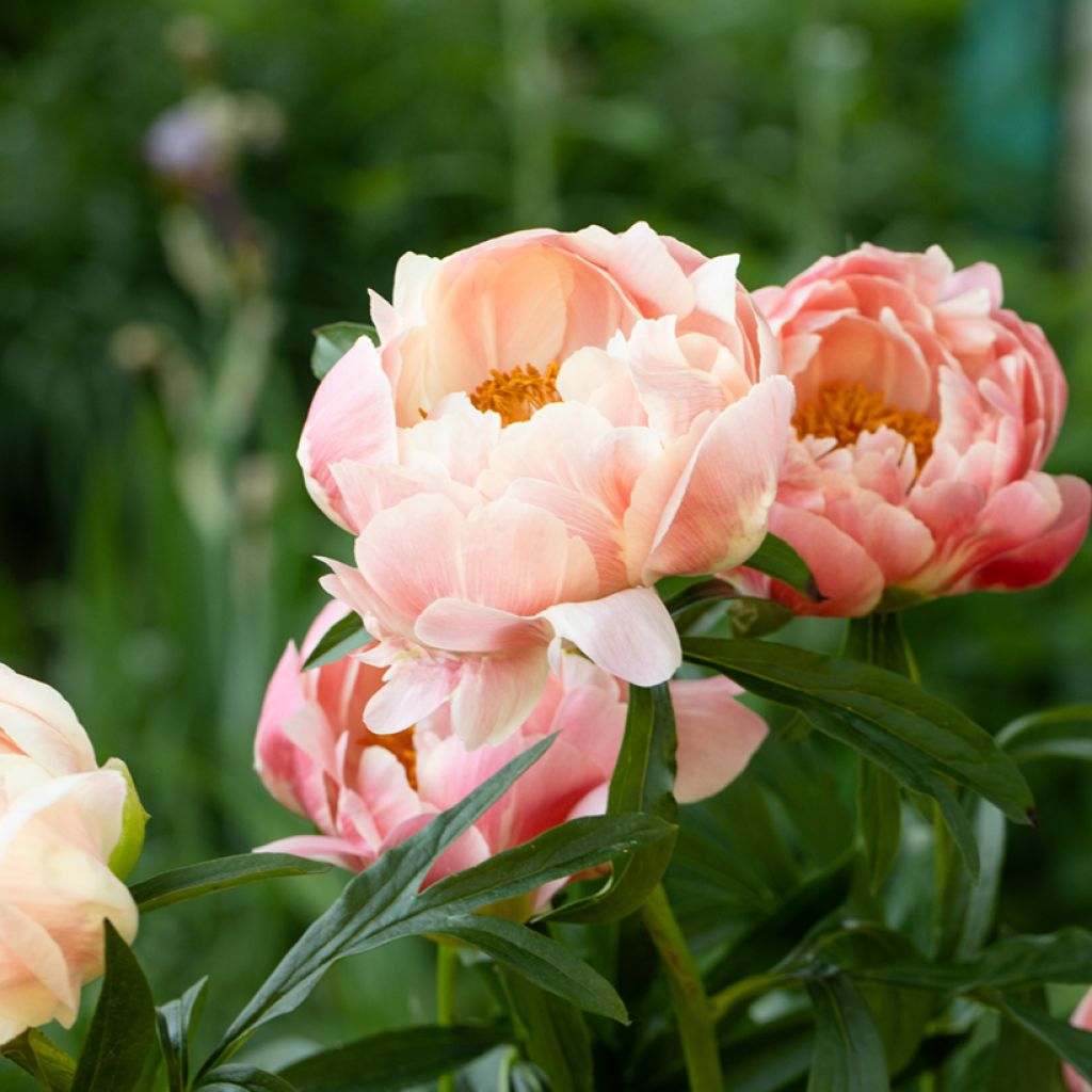 Peonia erbacea Coral Charm