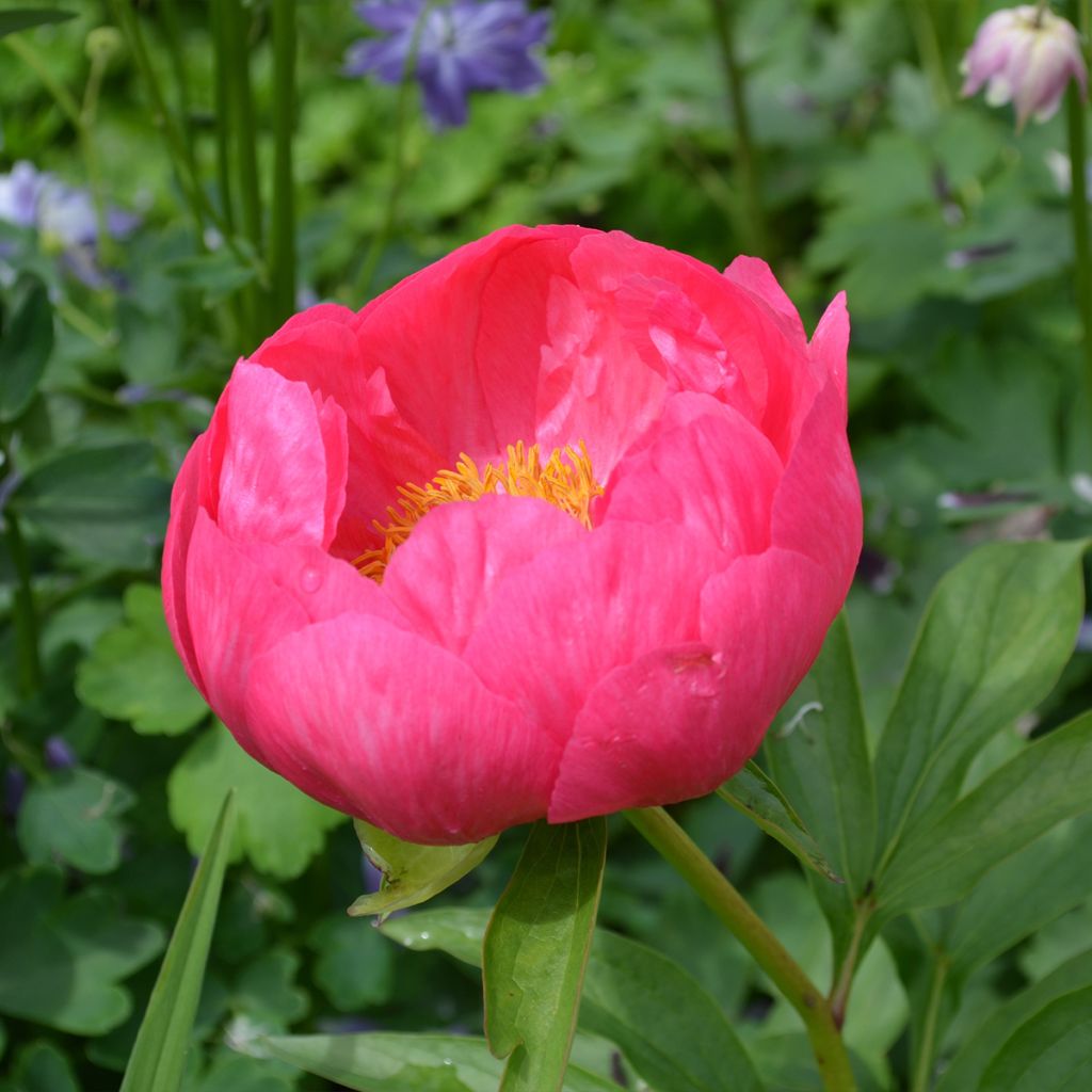 Peonia erbacea Coral Magic