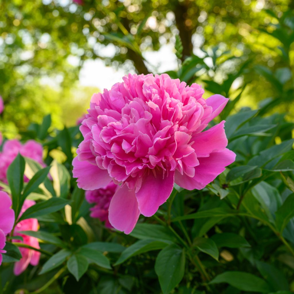 Peonia erbacea Edulis Superba