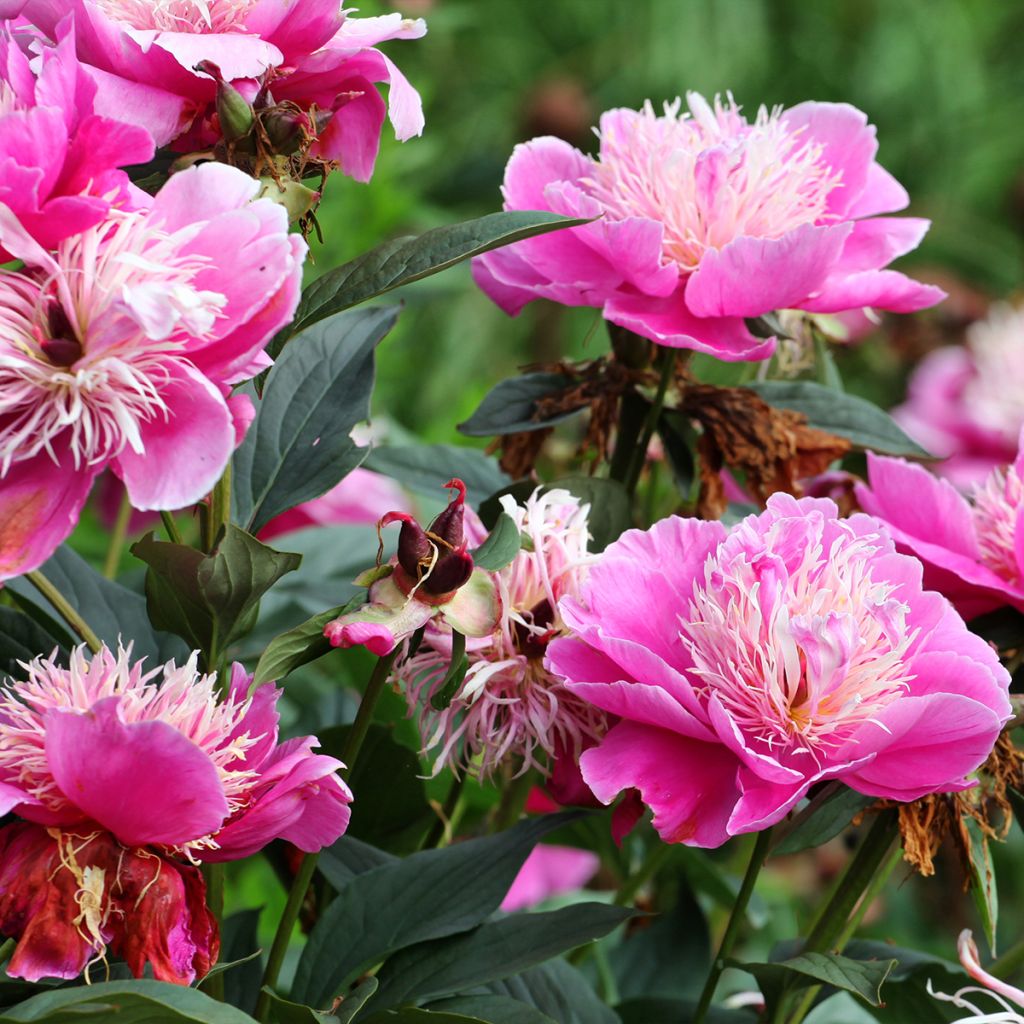 Peonia erbacea Fantastic