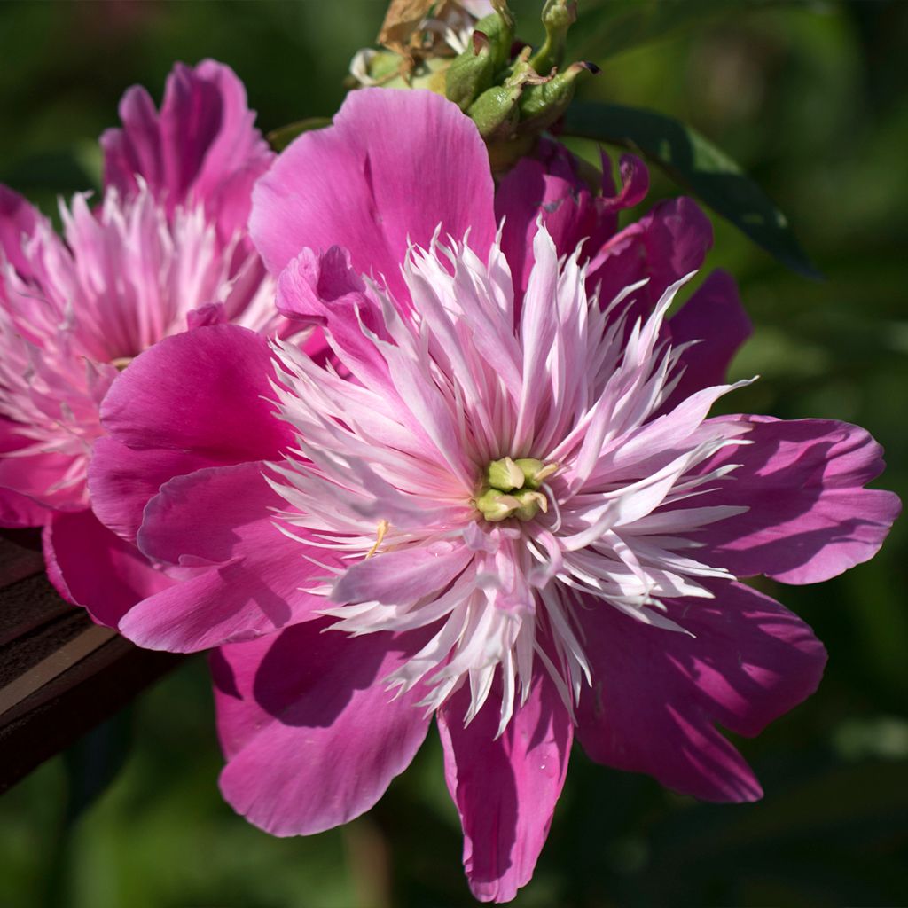 Peonia erbacea Fantastic