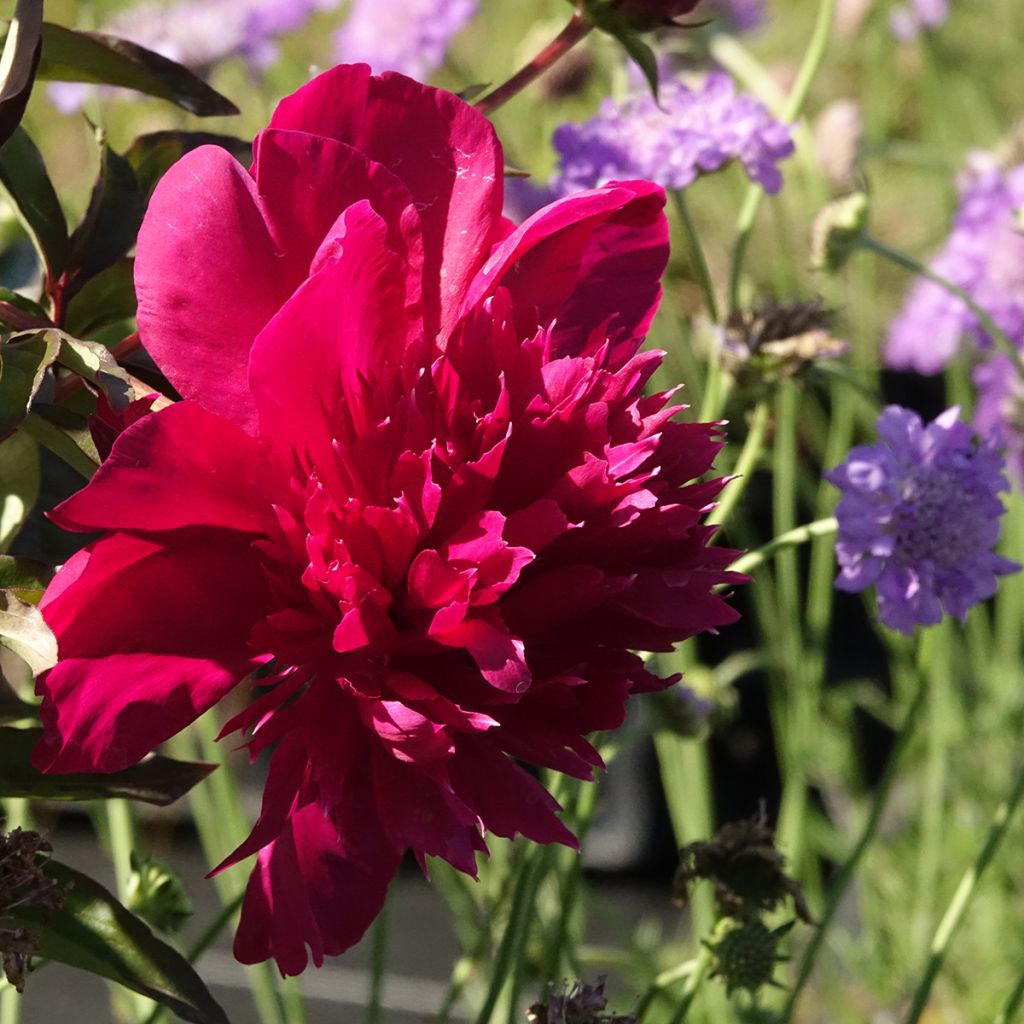 Peonia erbacea Inspecteur Lavergne