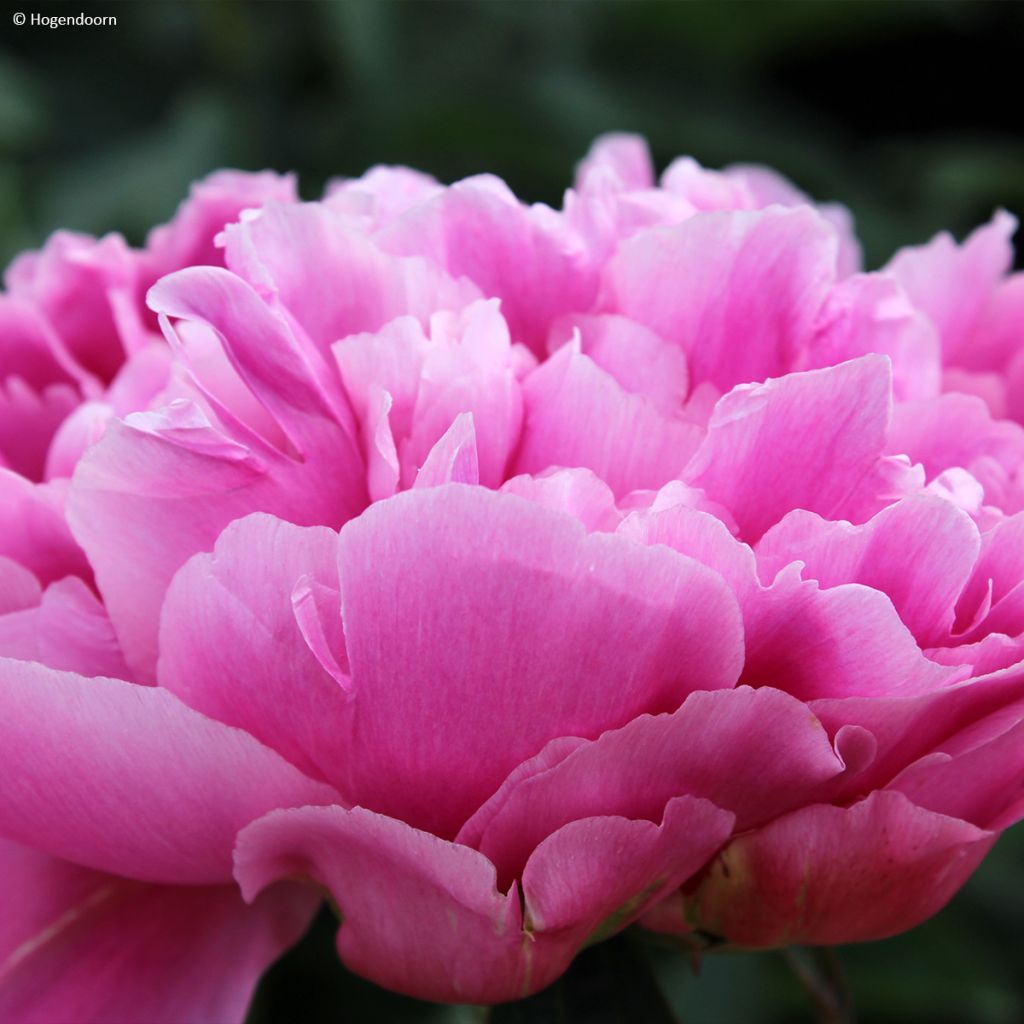 Peonia erbacea Jacorma
