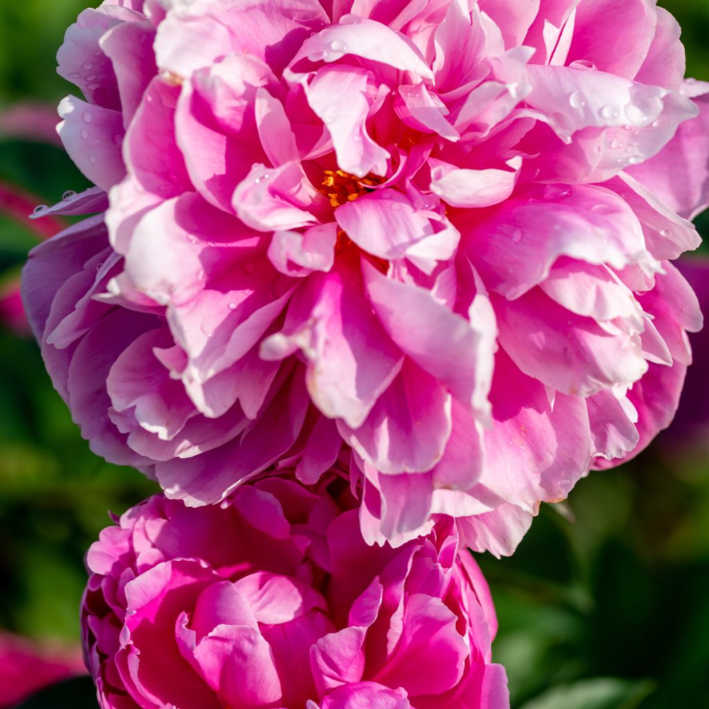 Peonia erbacea Jacorma