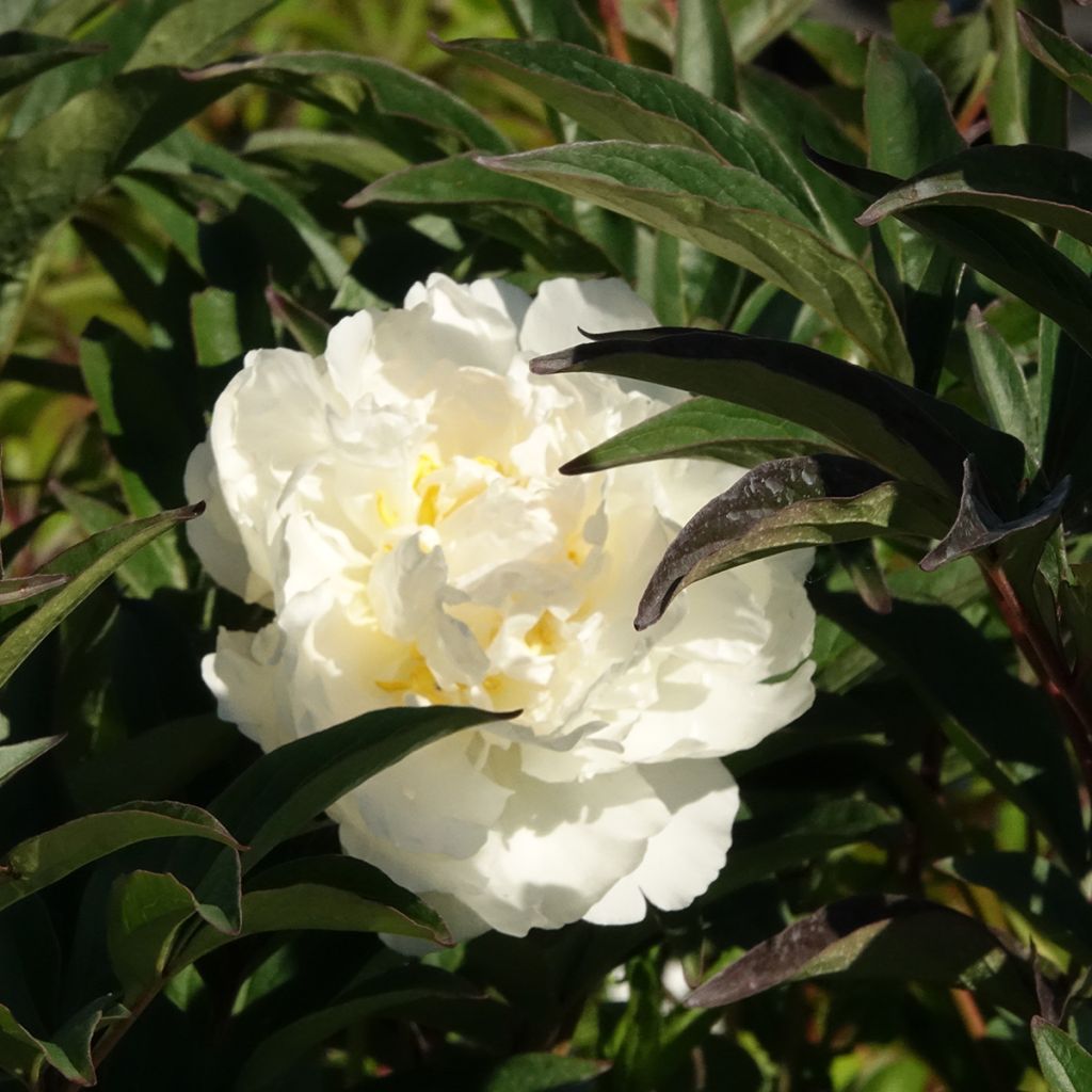 Peonia erbacea Mistress