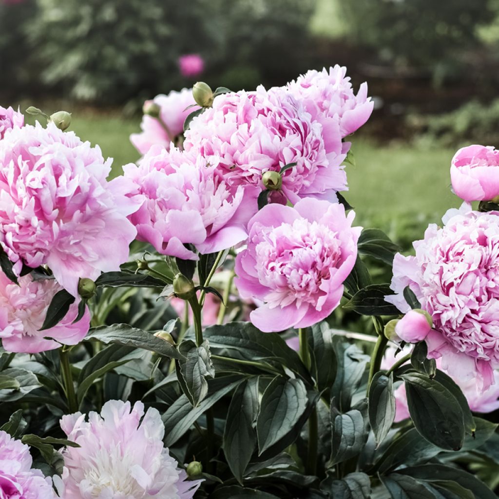 Peonia erbacea Monsieur Jules Elie