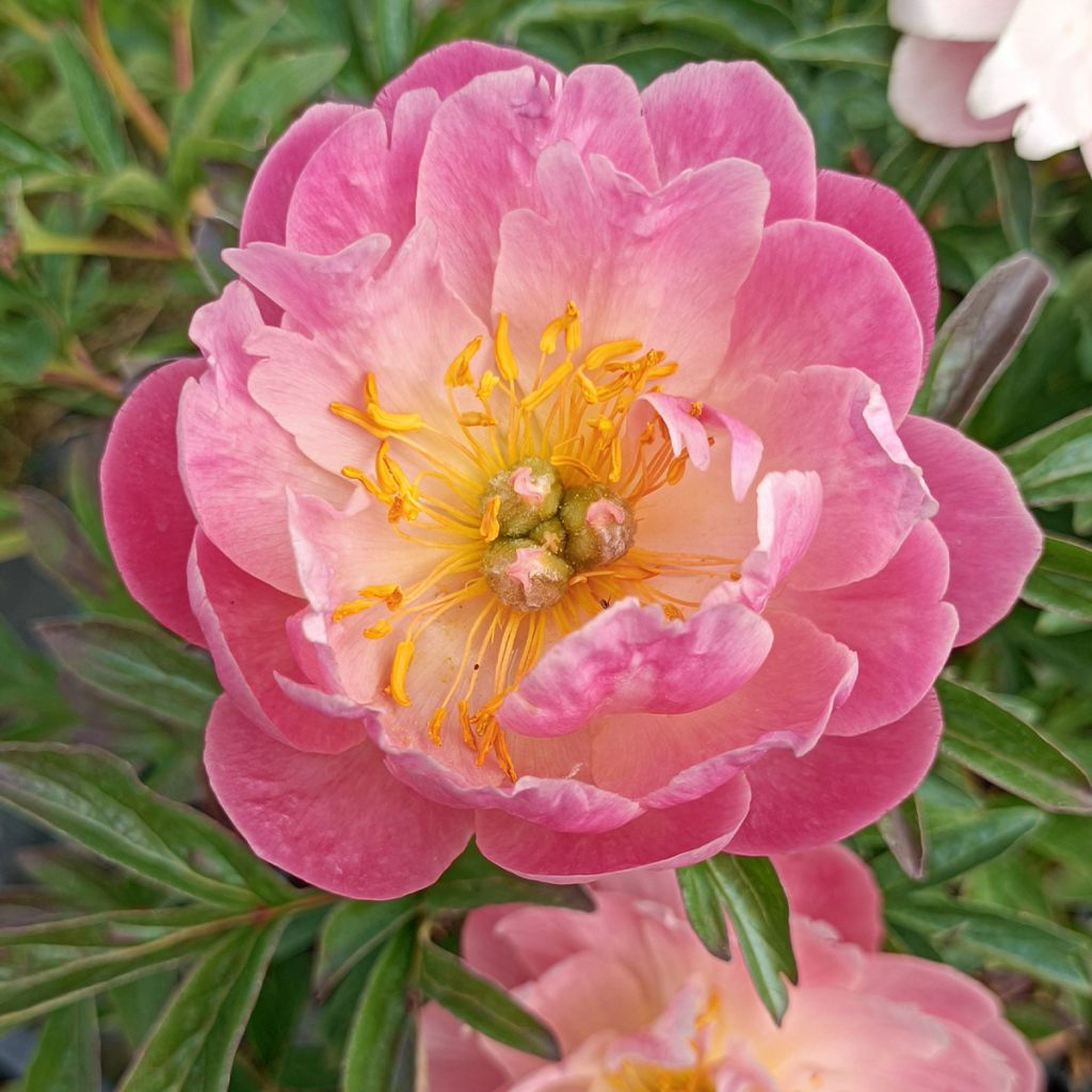 Peonia erbacea Pink Hawaiian Coral