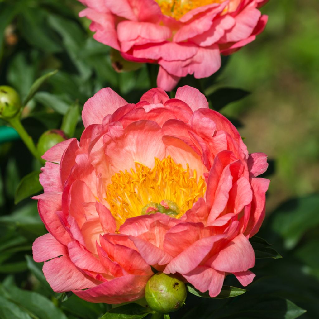 Peonia erbacea Pink Hawaiian Coral