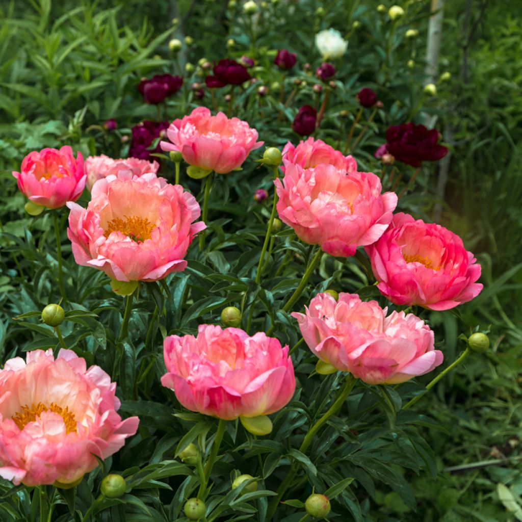 Peonia erbacea Pink Hawaiian Coral