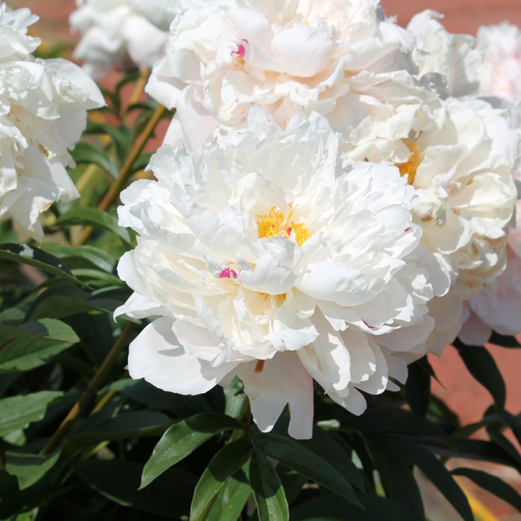 Peonia erbacea Reine Hortense