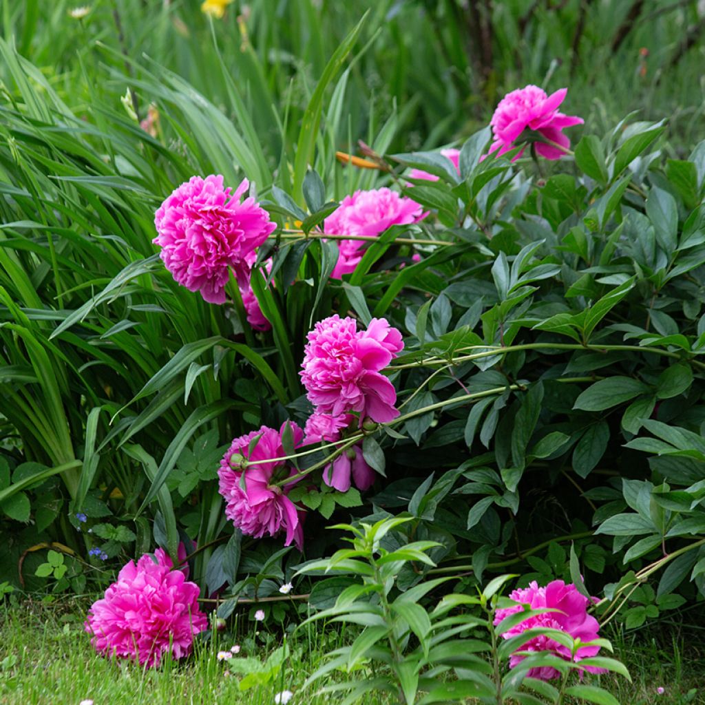Peonia erbacea Sarah Bernhardt