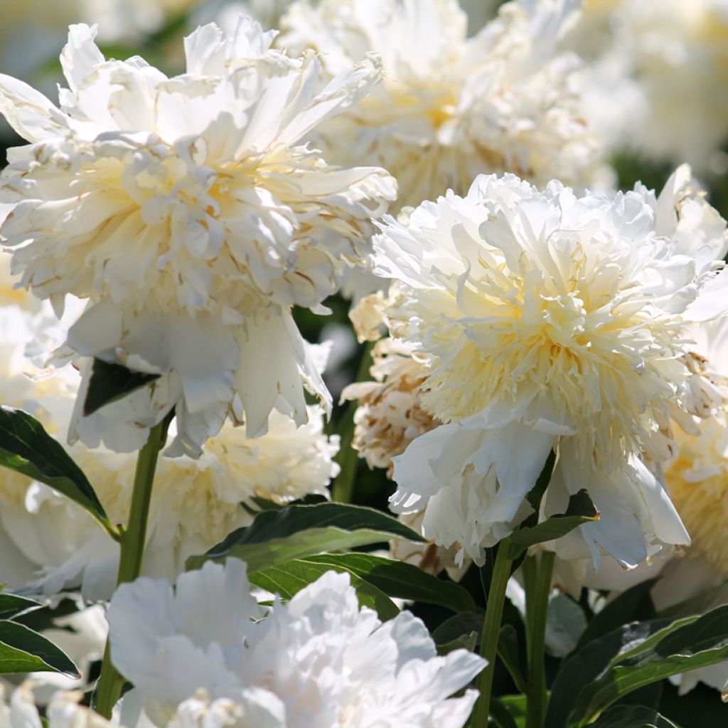 Peonia erbacea Top Brass