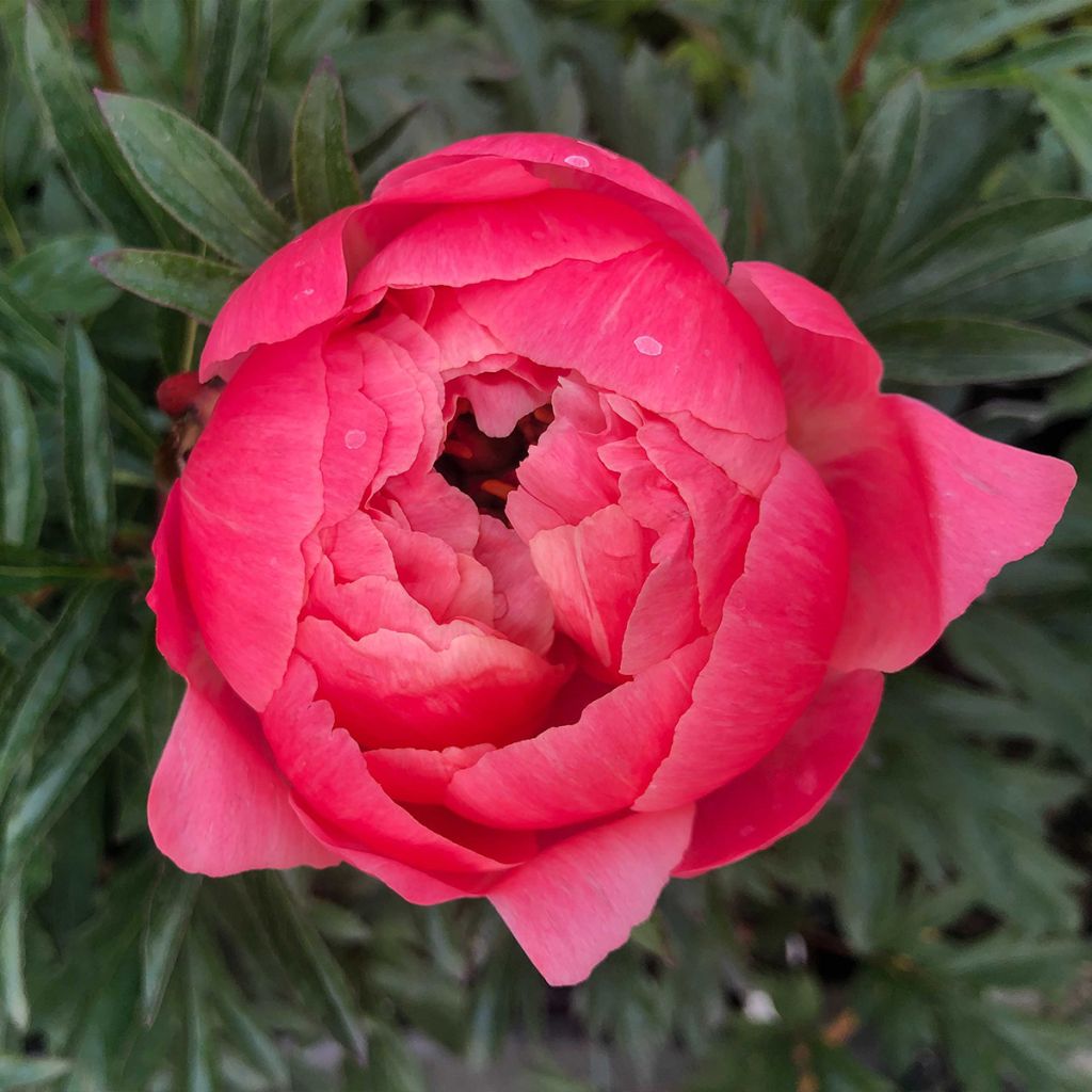 Peonia erbacea Coral Charm