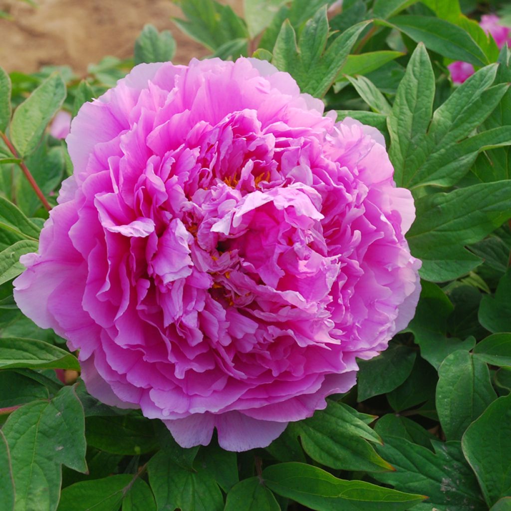 Peonia arborea Ling Hua Zhan Lu (Flower in Dew) - Paeonia suffruticosa