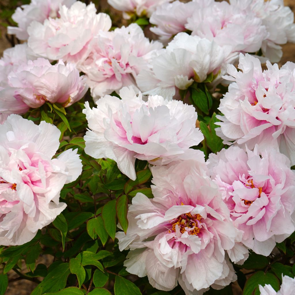 Peonia arborea Xue Ying Tao Hua (Peachy Snow) - Paeonia suffruticosa