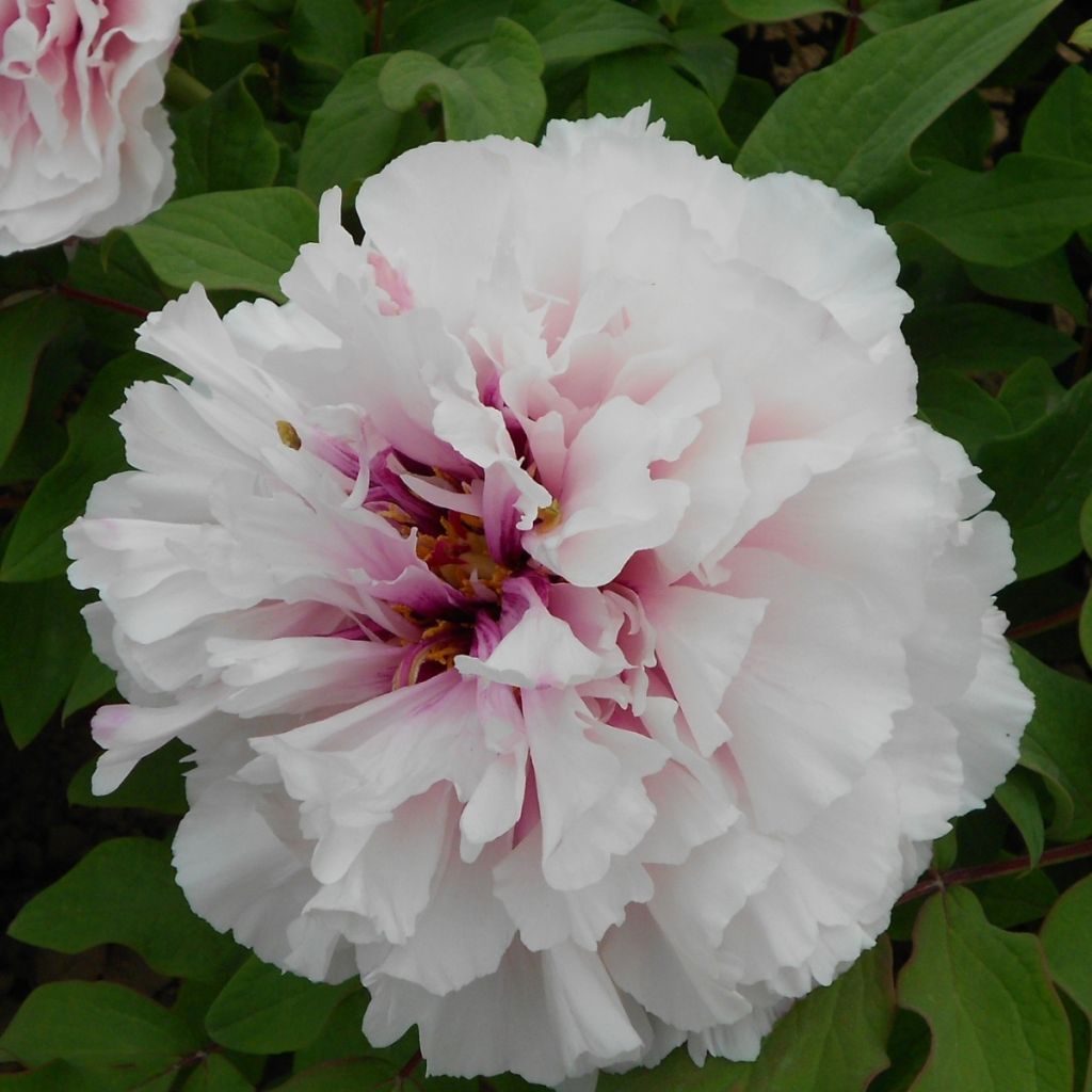Peonia arborea Xue Ying Tao Hua (Peachy Snow) - Paeonia suffruticosa