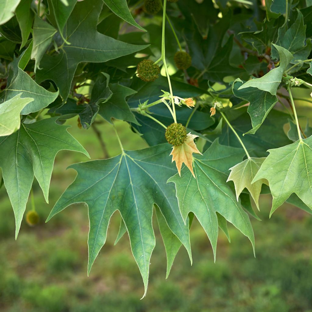 Platanus orientalis - Platano orientale