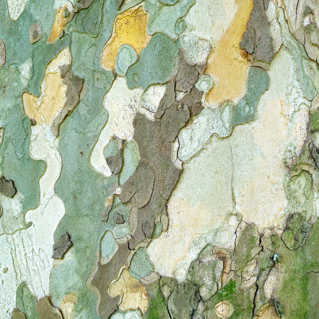 Platanus orientalis - Platano orientale