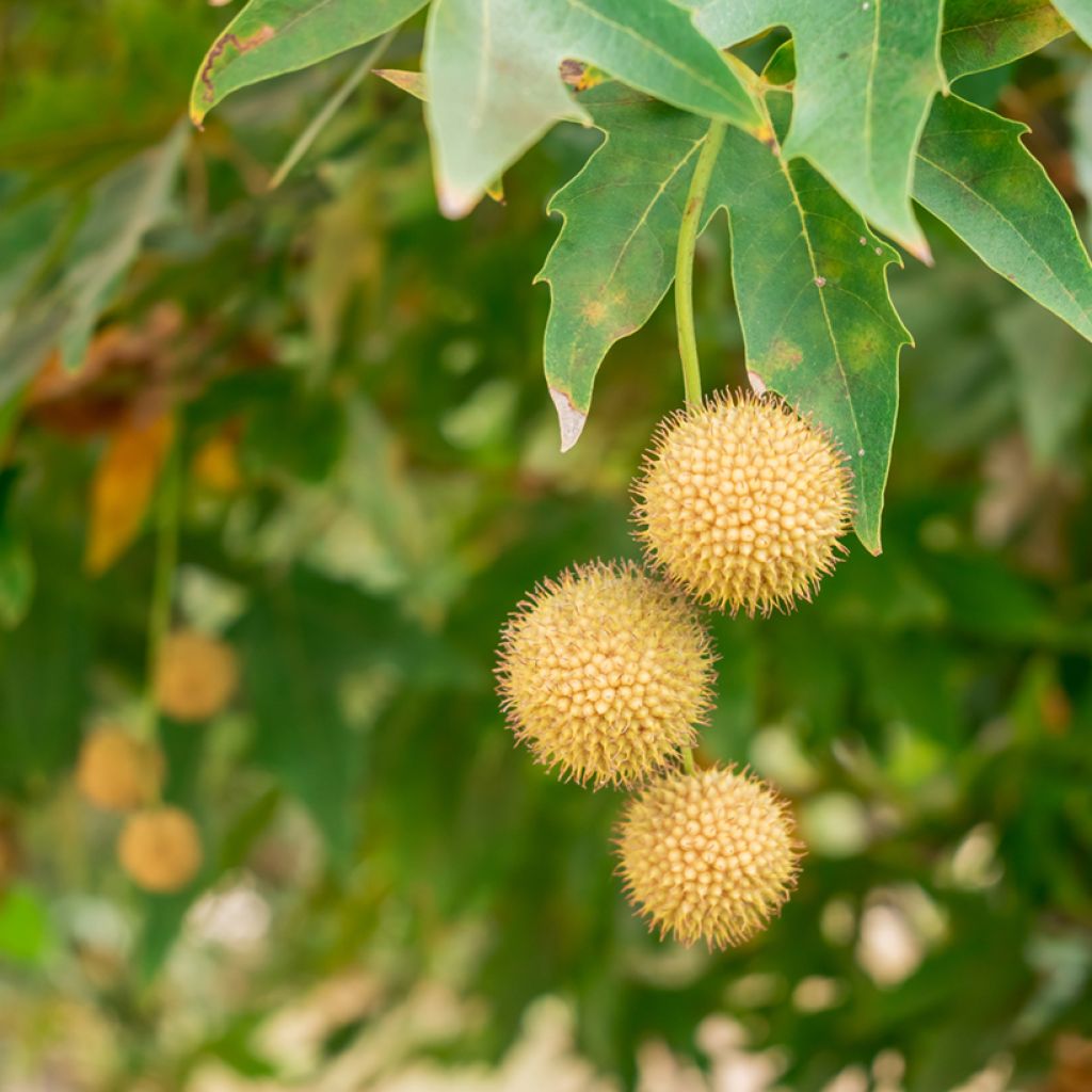 Platanus orientalis - Platano orientale