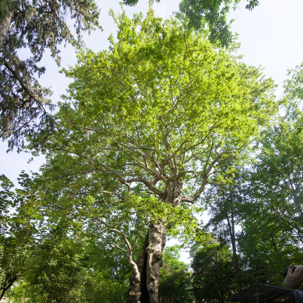 Platanus orientalis - Platano orientale