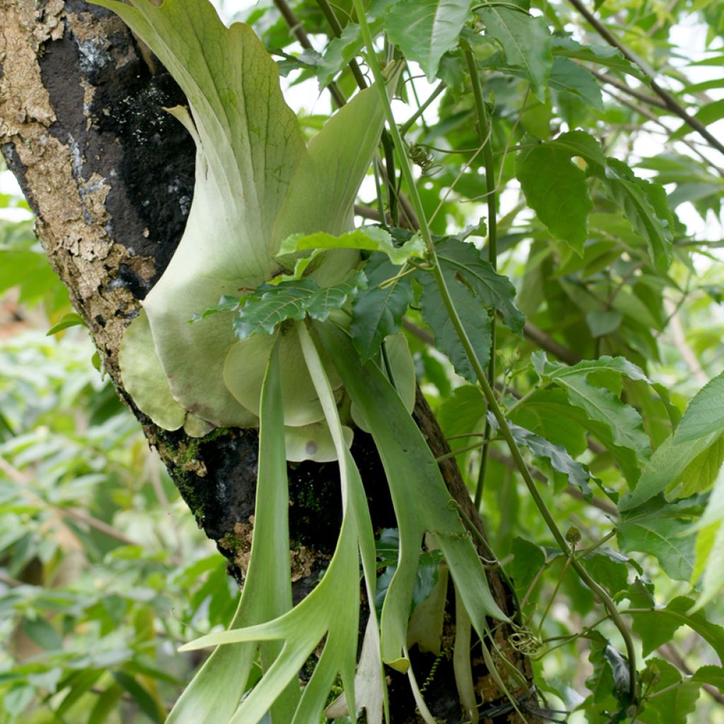 Platycerium alcicorne - Felce a corna di cervo