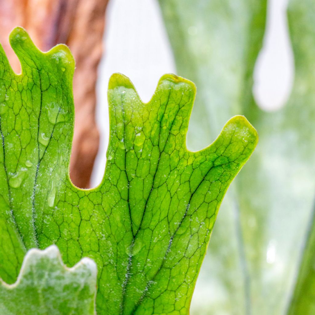 Platycerium alcicorne - Felce a corna di cervo