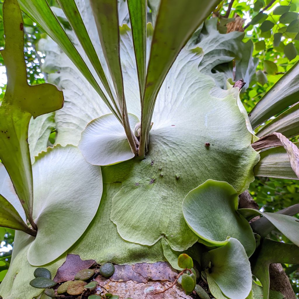 Platycerium alcicorne - Felce a corna di cervo